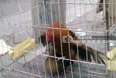 鸡交配视频,一场自然与生命的交配奇观